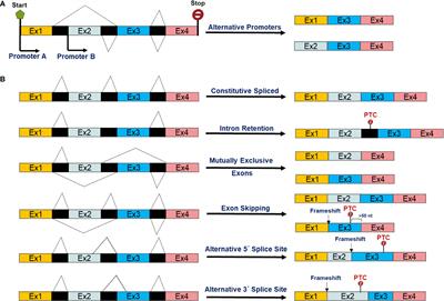 Consequences for Pancreatic β-Cell Identity and Function of Unregulated Transcript Processing